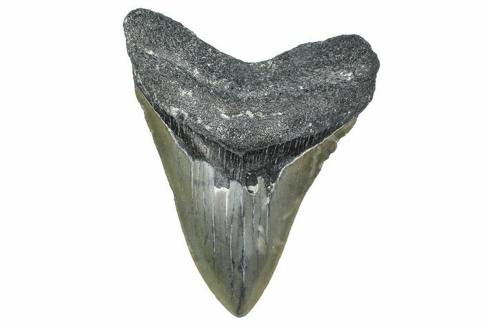 Serrated, Fossil Megalodon Tooth - North Carolina #365000